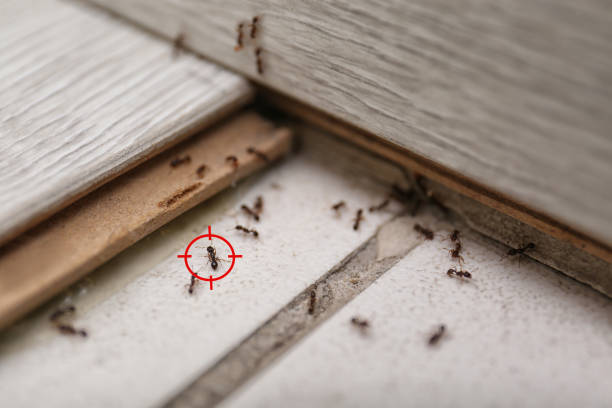 Best Best Pest Control Companies  in Stacy, MN
