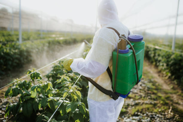 Best Wasp Removal Services  in Stacy, MN